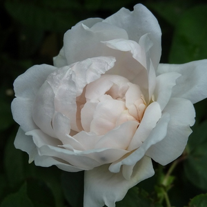 Pоза Анхен вон Таро - бял - Стари рози-Рози Алба